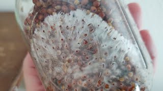 How I Prepare Grain for Mushroom Mycelium Spawn at Home for Monotub Cultivation shorts [upl. by Eaves]