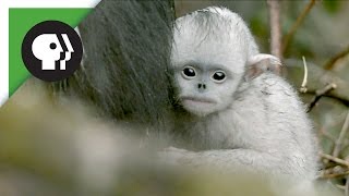 Baby Snubnosed Monkeys [upl. by Attevaj]