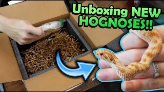 Unboxing New Hognose Snakes new morph projects [upl. by Consalve]