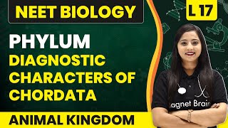 Phylum  Chordata  Characters of Chordata  Animal Kingdom  L17  NEET Biology [upl. by Lardner]