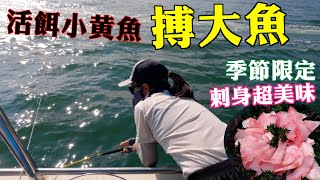 黄魚活餌搏大魚 季節限定 超好味剌身😋┃香港釣魚┃大漁小魚247┃中文字幕 [upl. by Assilac]