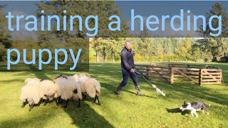 how a sheepdog pup starts out to become a working dog [upl. by Bengt]