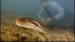 Gjarpri më i madh në botë është zbuluar në Amazonë një anakonda 8 metra e gjatë [upl. by Yelruc]