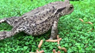 Feeding my common toad bufo bufo [upl. by Picker]