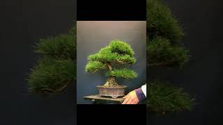 part 4 bonsai bonsaitree bonsaimini diy garden gardening plants tree bonsaiart landscape [upl. by Michell]