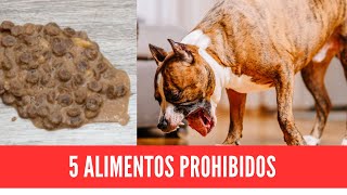 5 alimentos que nunca deberías darle a tu perrito [upl. by Haeluj]