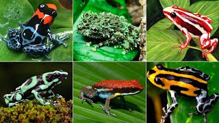 22 Most Colorful Frogs in the WorldPart 1 [upl. by Bez]