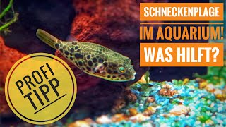 Schneckenplage im Aquarium Was hilft [upl. by Natalia104]