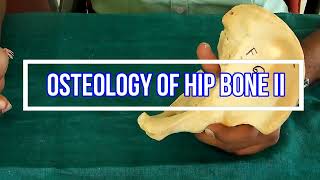 Osteology of Hip bone II Side side determination  Anatomical Position  Attachments  Applied [upl. by Naget]