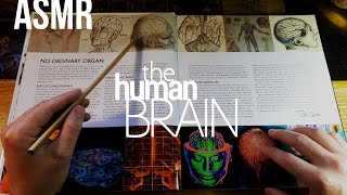 The Human Brain part 1 A Brief History  ASMR whisper science history [upl. by Samled]