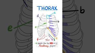 Anatomy of the Thorax science anatomy mbbs biology nurse doctor neuroanatomy nclex usmle [upl. by Mieka705]