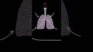 AUSCULTACIÓN PULMONAR Estridor ruidos pulmonares normales y anormales medicina shorts [upl. by Nawuj400]