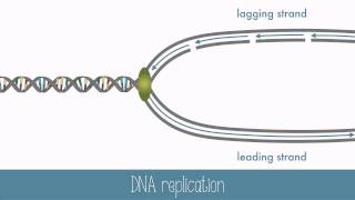 DNA Replication [upl. by Ahseiuqal]