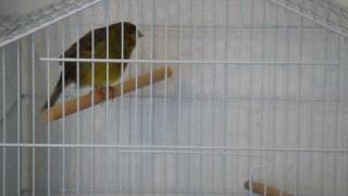 Feuriger Kanarienmix  Super Kanarienvogel Gesang  Kanarienmischlig HOT CANARY Part 1 HD Quality [upl. by Codie499]