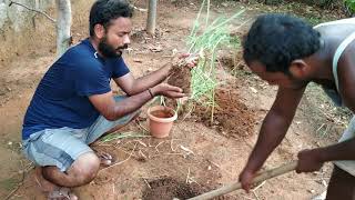 Medicinal Plant cultivation Lemon Grass farming [upl. by Ratna]