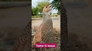 Dakhni teetar ki awaaz dakhni teetar ki awaaz dakhni teetar awaaz birds indiangovt birds teetar [upl. by Just23]