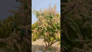 Mango Trees  Farm  visyuthifarms mangotrees mangofarm visyuthifarms [upl. by Dannon]