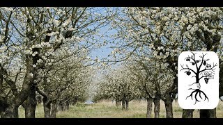 alte Obstbäume schneiden  lange ungeschnittene Bäume in Form bringen auf der Streuobstwiese [upl. by Fairweather786]