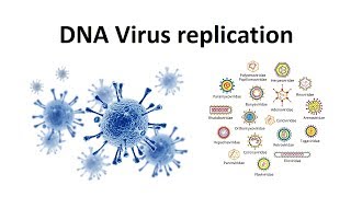 Replication of DNA viruses  How DNA viruses replicate  virology  USMLE [upl. by Treharne291]