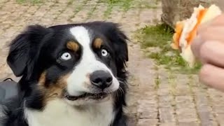 DOGS Will Break Your Heart 😹 FUNNY Dog videos of 2024 [upl. by Alleunamme]