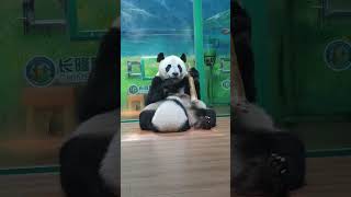 妹猪在研究笋笋，萌萌过来夺笋😂【Panda：♀萌萌Meng Meng、♀妹猪Mei Zhu】广州长隆野生动物世界cute panda 大熊猫 [upl. by Hu]