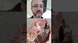 How Does Beautiful Petrified Wood Form Explained In Under 60 Seconds fossils crystals gems [upl. by Ivanah]