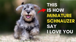 12 Sign Shows Your Miniature Schnauzer Dog Loves You But you Dont Know [upl. by Ineslta372]