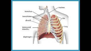 Gas Exchange amp Respiration  IGCSE Biology Combined Science  Dr Hanaa Assil [upl. by Vernier496]