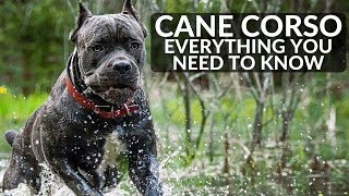 Cane Corso 101 Everything You Need To Know About Owning a Cane Corso Puppy [upl. by Aeikan582]