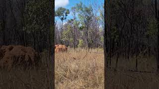 Termite mounds [upl. by Silyhp856]