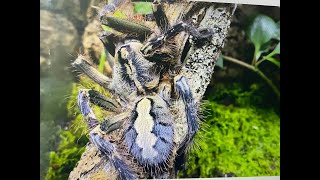 Poecilotheria ornata Friged Ornamental rehouse and care [upl. by Suellen]