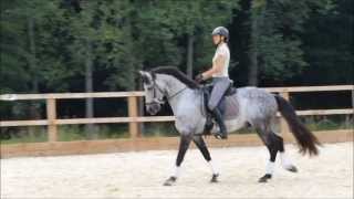 Zimbral Lusitano Stallion Jumping August13 [upl. by Yeneffit]