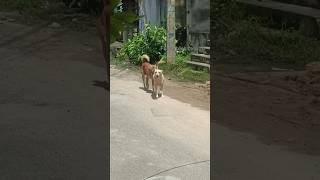 street dogsfunnyanimal comedy funtablettelugu [upl. by Bible50]