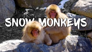 Snow Monkeys in Japan 5K Retina 60p Ultra HD [upl. by Acnalb]