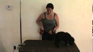 Lagotto puppy training with Jacki Barbieri 4 [upl. by Ev]