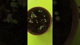 Growing kiwi plant from seed grow indoors tropicalgrowingytshorts telugushortsteluguvlogs [upl. by Kalie]