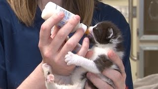 Bottle Feeding Kittens [upl. by Justina]