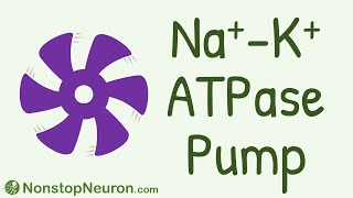 NONSTOP Motor Sodium Potassium ATPase Pump Na K ATPase Pump [upl. by Urial290]