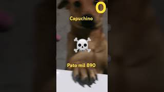 Capuchino ☠️patomil 890 patito [upl. by Cosme]