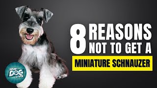 8 Reasons Why You SHOULD NOT Get a Miniature Schnauzer [upl. by Pacificia755]