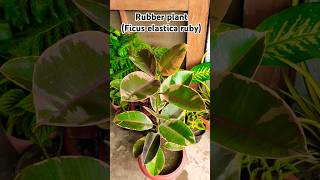 Rubber plant ficus elastica ruby easy to care youtubeshorts shorts rubberplant [upl. by Alejandro]