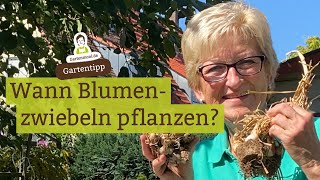 Wann Blumenzwiebeln pflanzen Kaiserkrone Narzissen Tulpen Hyazinthen [upl. by Rawden]