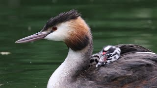 Great Crested Grebe Chicks Take a Ride  British Birding [upl. by Lemyt592]