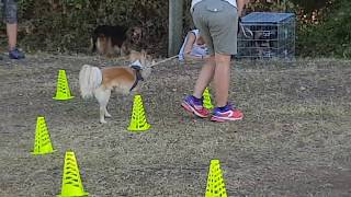 Rally Obedience Training  Handling excercises with cones [upl. by Natty]