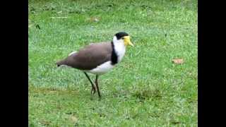 Spurwinged plover [upl. by Joacima]