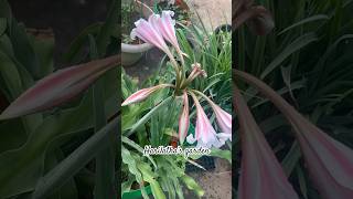 Crinum Lily’s in our Terrace garden shotrs [upl. by Leonteen]