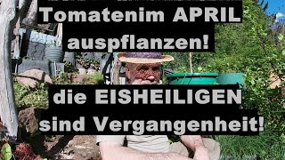 Tomaten am 27 April auspflanzen ins Freiland JETZT ist der richtige Zeitpunkt [upl. by Gnehs]