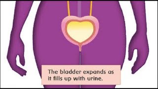 Internal Plumbing Guide An Inside Look at How Your Bladder Works [upl. by Burl247]