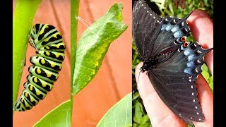 Shocking Catterpillar  Black Swallowtail [upl. by Sivrup]