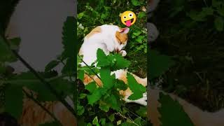 Catnip Cats 🌿 cats youtubeshorts nature vibes [upl. by Neerual391]